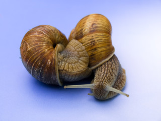 Snails
