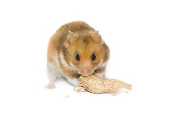 hamster with the nut - 13537462