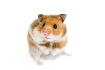 hamster with one cheek full - 13537474