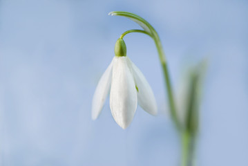 snowdrop