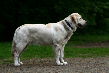 Golden Retriever