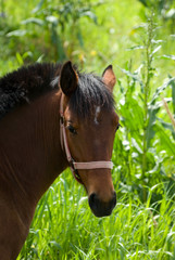 headshot for horse on background blurred lush vegetation