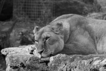 lionne