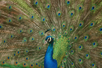 Fototapeta premium peacock 06