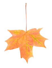 Fototapeta premium fallen yellow maple leaf isolated