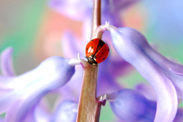ladybug on hyacinth flower © saied shahinkiya