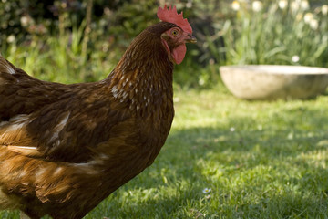 Gallina