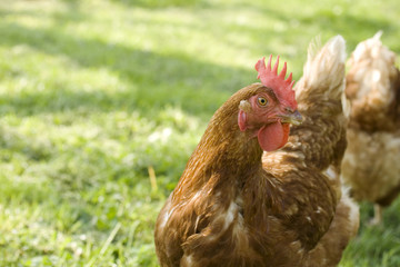 Gallina