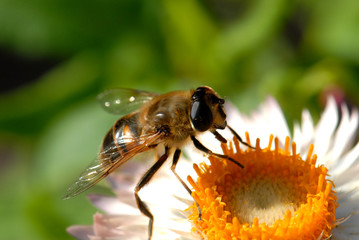 honey bee on flower