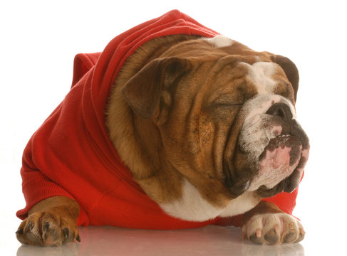 bulldog in red sweater with ugly face and funny expression