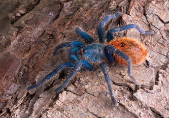 Tarantula on bark