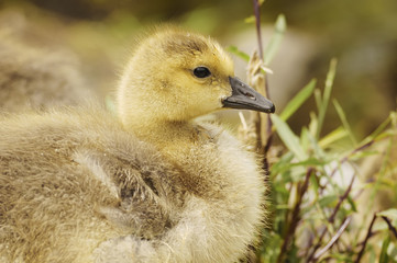 Young Canada goose, gosling