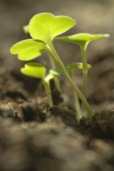 Green sprout
