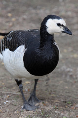 Obraz premium Weißwangengans