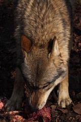 Fototapeta premium Fressender Wolf