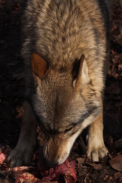 Fressender Wolf