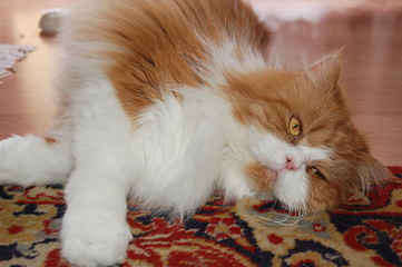 die perserkatze