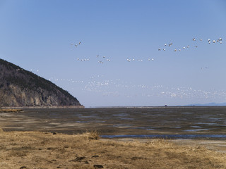 group goose bird migrating