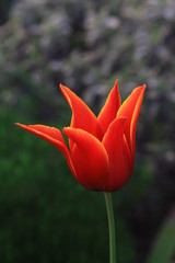 tulipe