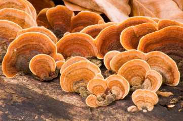 Grifola frondosa - Hen of the Woods