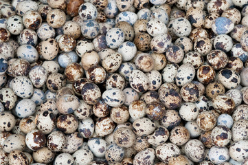 quail eggs