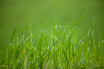 erba