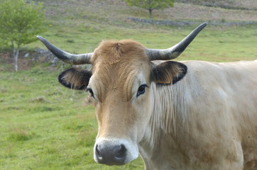 vache