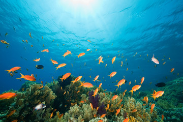 Obraz na płótnie Canvas ocean, coral and fish