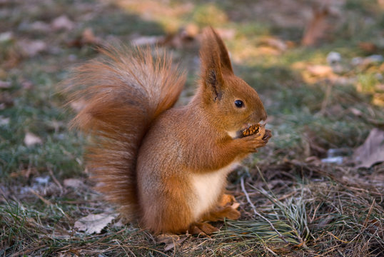 Very fluffy squirrel