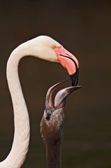 Feeding of Young Cuban flamingo