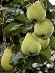 Green pears