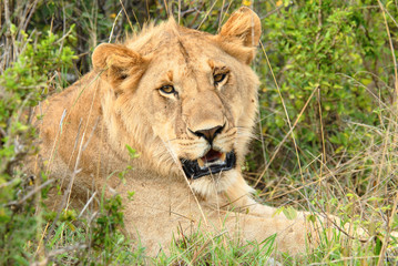 Obraz na płótnie Canvas Young lion lying on a grass in the Masai Mara Reserve (Kenya)