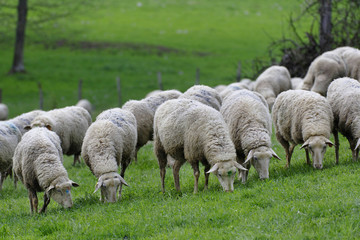 Naklejka na ściany i meble Owce na łące