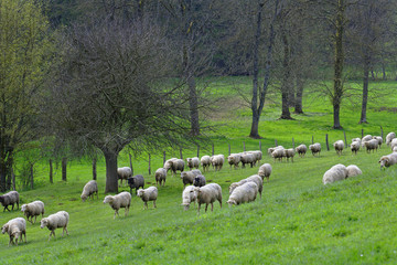 Fototapeta premium Troupeau de moutons