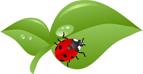 Vector illustration of the ladybird