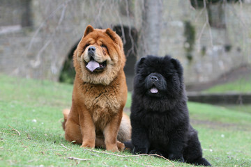 couple de chow chow assis tranquille dans le jardin