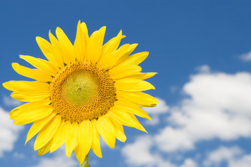 amazing sunflower and blue sky background