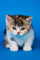British kitten on blue background