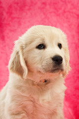 Golden Retriever Puppy isolated on a pink background
