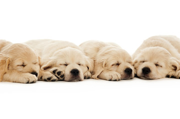 Golden Retriever Puppies isolated on a white background