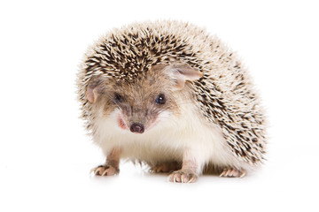 Hedgehog isolated on white background