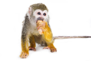 Monkey eating on white background