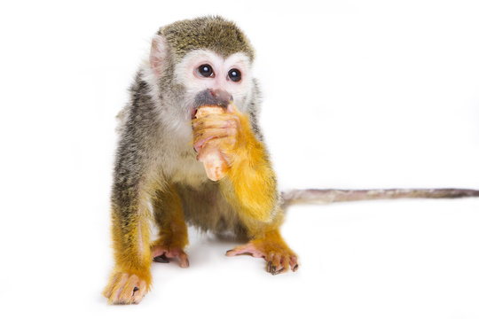 Monkey White Background Images – Browse 53,250 Stock Photos, Vectors, and  Video | Adobe Stock