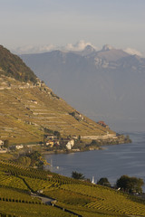 vignes et montagnes suisse