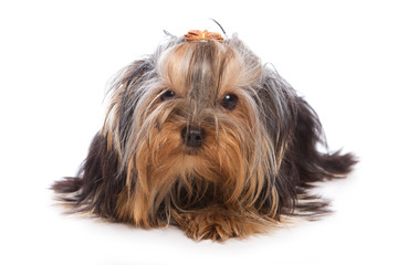 Yorkshire terrier on white background