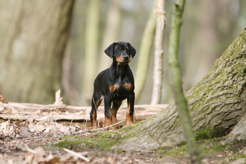balade pour le jeune dobermann seul dans les bois