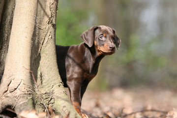 partie de cache cache pour le jeune dobermann en foret