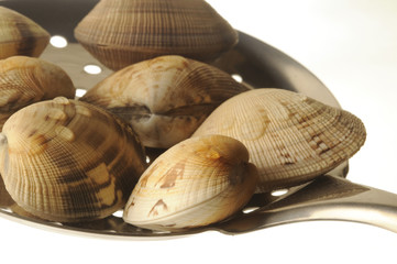 Vongole
