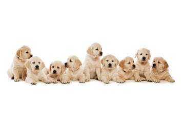 Golden Retriever Puppies isolated on a white background - obrazy, fototapety, plakaty