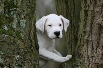 jeune dogue argentin caché entre deux arbres dans les bois